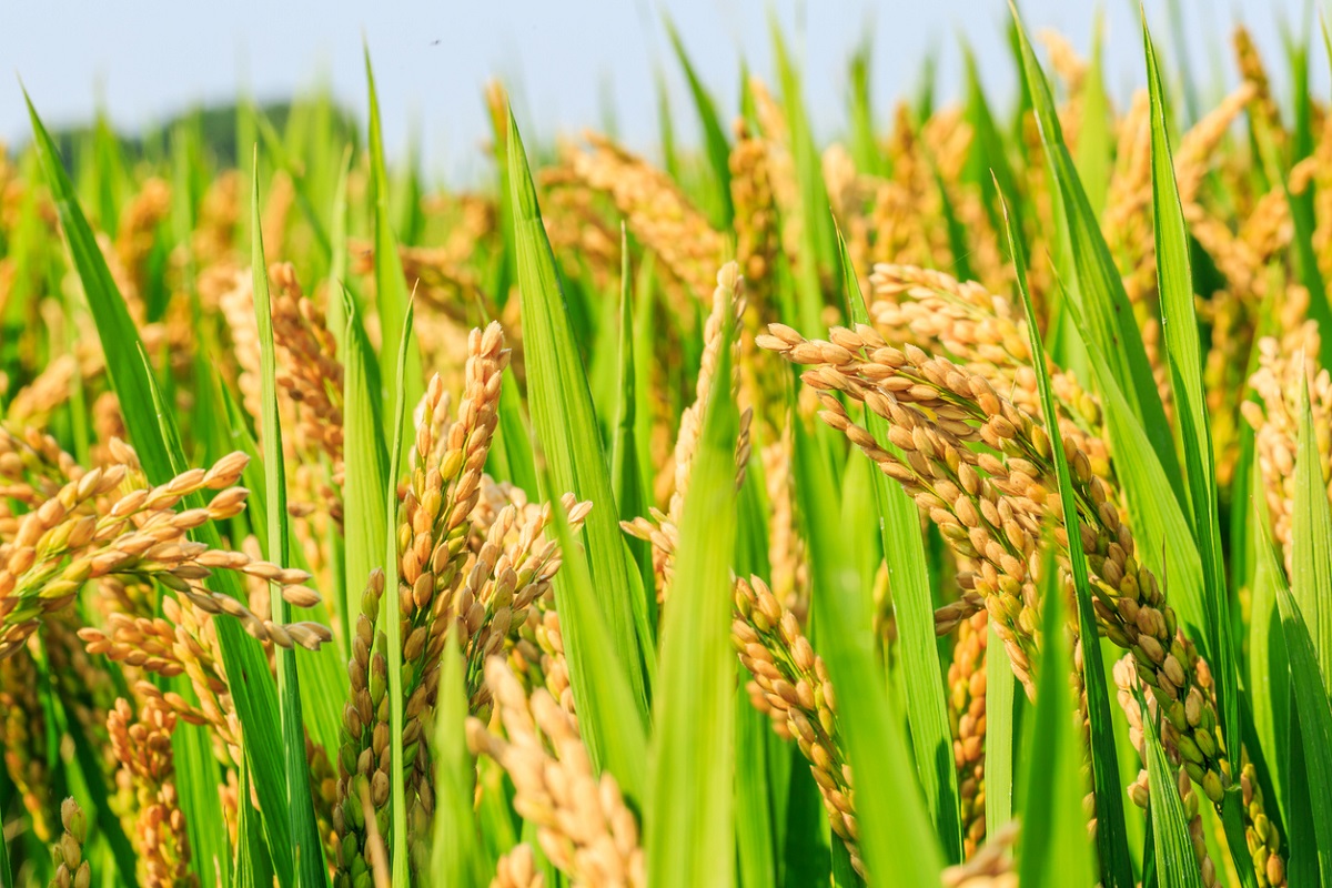 RICE